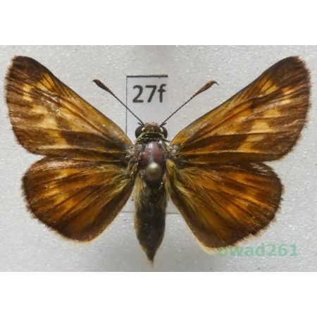 Ochlodes sylvanus (Esper, 1777) Czech27f